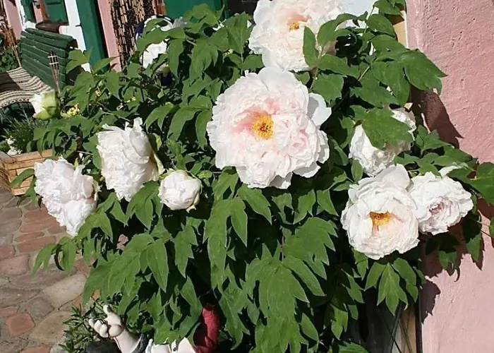 Schwalbe By Interhome דירה *